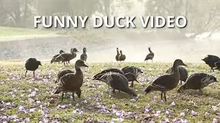 You will Enjoy Watching Till the End | Ducks Eating Peacefully Until | Cute and Funny Duck Videos