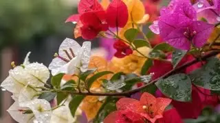 Bougainvilleaflowerplant(Live)_LowMatnsun Loving plant/Hardyoutdoorfloweringplantfor Home & Balcony 
