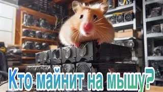 Майнинг мертв?Откуда рост сетей монет? Доходный майнинг 2023. Btc,etc, zephyr