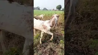 jamnapari goat 🐐