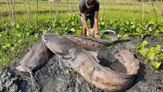 Best Fishing Video.  Traditional Fish Catching In Mud Water Bill.  Fishing By Hand.