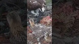 Osprey dad brings live fish #fish #ospreycam #ospreys #feeding #birds #shorts