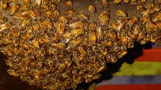 Bee LH is live Beekeeping #beekeeper #honey #beehive