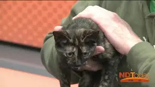 ND Today: Furry Friends Rockin&rsquo; Rescue