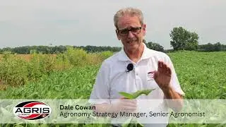 How to Take a Proper Soybean Sample &mdash; Tips from AGRIS Co-operative