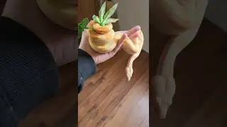 Confused snake curls bum