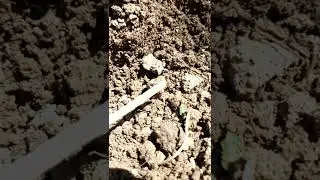 Gusano de alambre - Wireworm (larva de escarabajo Agriote)
