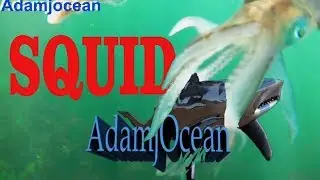 Squid fishing underwater footage
