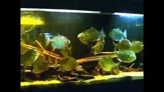 Myleus rubripinnis luna in stock