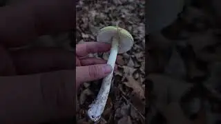 Muchomor zielonawy, muchomor sromotnikowy (Amanita phalloides) - grzyb śmiertelnie trujący!
