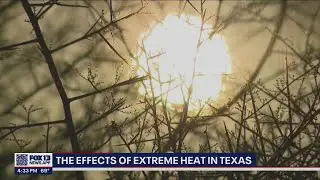 Summer heatwave: Effects of extreme heat in Texas | FOX 13 Seattle