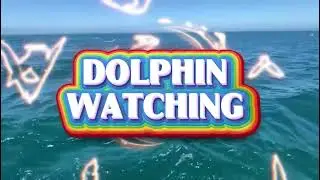 Dolphin watching 