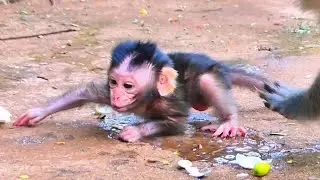 Live : Beautiful Moment! Newborn Baby Monkey Takes First Steps Beside Loving Mama 🐒💛