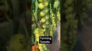 #tomato #farming #crop #world  #viral #tomatofarming #farmer #india #usa #food #rajasthan #canada