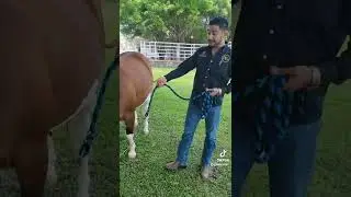 Yegua a punto de Parir #LuisMtzQuarterHorses #Caballos #Yeguas #Potrillos #LaGeneticaNuncaMiente