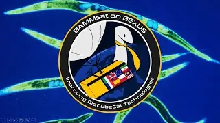 BAMMsat on BEXUS C.Elegans