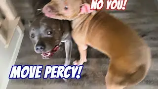 Cutest Pitbulls See Their Owner After Being Gone For 3 Days!