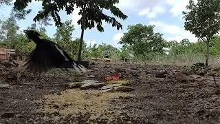 Vamos ver os pássaros se alimentando...Em Marco CE..