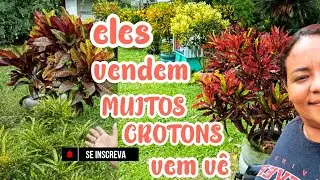 ELES VENDEM CROTONS DE TODOS JEITO....VEM VÊ ....fui comprar