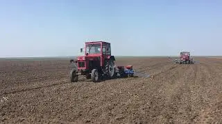 u 650 la semanat porumb