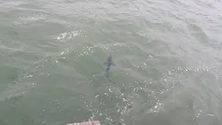 5ft Thresher shark off Yarmouth pier while fishing for bass and pollock