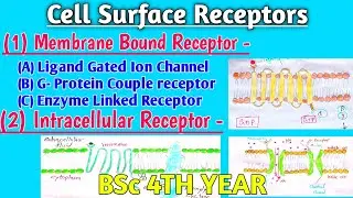 Cell Surface Receptors & Secondary Messengers/Membrane-bound vs Intracellular Receptors/B.Sc 4thYear