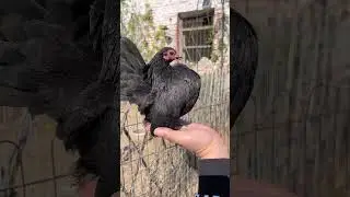 pet chicken