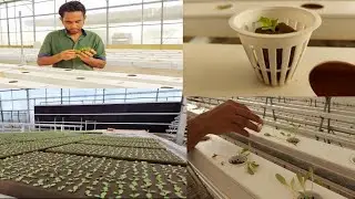 How to Transplant Baby Plants into Hydroponic Verticals?  #hydroponicfarming #verticalfarming #NFT 