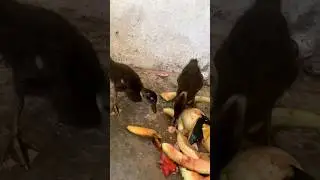 Ducklings feeding time veggies and fruit delight #ducklings #feedingtime #fruits #ducks #adorablepet