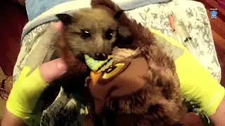 Baby flying-fox in care evening one:  this is Gosling