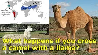 Cama: the hybrid between camel and llama that defies nature