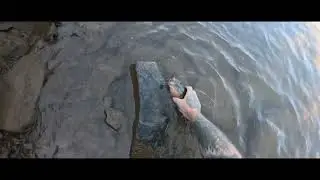 Igua&ccedil;u e suas grandes joanas ou jacund&aacute;s 
