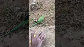 #parrot #talkingparot #birds #nonstoptalkingparrot #talkingparrot #mithukibatain
