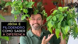 Jibóia e Filodendro Como Saber a Diferença