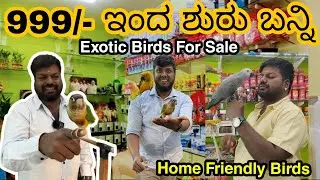 Birds For Sale | With Price | Talking Parrot | Exotic Pets At Cheap Price