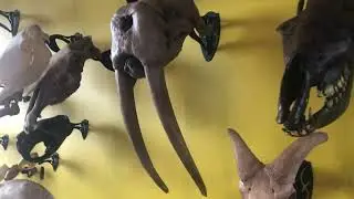 Yukon Beringia - Ice Age Museum in Whitehorse, Yukon, Canada / Wholly Mammoth
