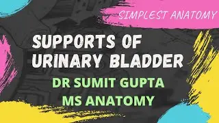 URINARY BLADDER : SUPPORTS