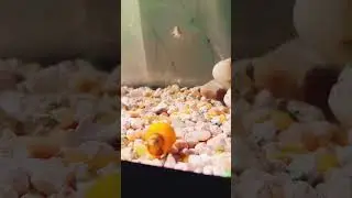 Cool 😎 Snail #aquarium #fishtank