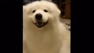 Smiling Dog Dances With Its ears