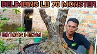 JUMBO DAN BELIMBING🤤‼️ GROUND BAHAN BONSAI ANTING PUTRI 