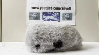 Cupboo BooBoo Intelligent Pet Robot Care Instructions