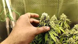 Blue Ice & Black D.O.G. Wk8 - 2nd Week Of Flush
