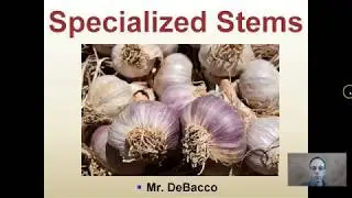Specialized Stems