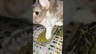 @ftxd20457vx: Rebellious boy, so obedient and diligent, #rabbits #bunny #rabbit #mybunny