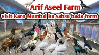 New video visit the Arif aseel farm in Mumbai
