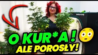 [VLOG 77] Wyrzucamy krzak! 🚨😱 Ale TOPY - będzie co zbierać! Weed Station