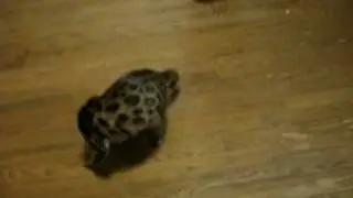 Bengal kitten chasing tail... and taking a bath