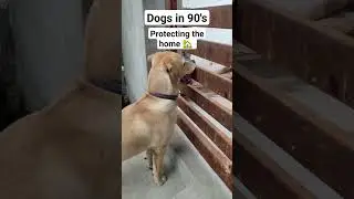dogs in 90's vs Dogs Now #labrador #shorts @zorathelab