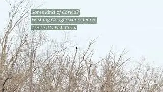 Fri-ku: Corvid?