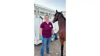 Penn Foster Externship 2 Skill 40 equine jugular stick + IV medication admin & equine IM injection